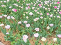 -洛阳郁金香牡丹园