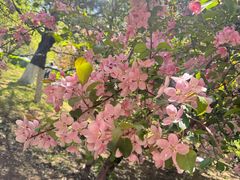 -长白岛森林公园