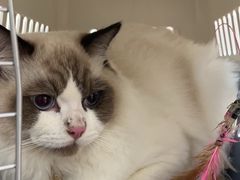 -爱诺耐芙动物医院(万博店)