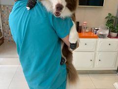 -骐奇宠物诊疗中心(南亭公路店)