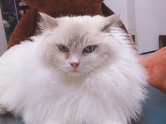 -瞄一喵猫咖(格力海岸店)