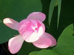 -羊亭河湿地公园