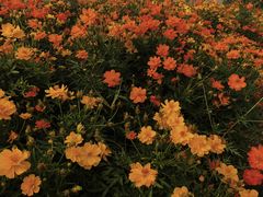 -艾溪湖湿地公园