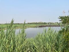 -南大港湿地风景区