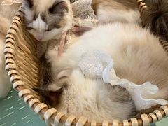 -怪兽屋·羊驼·猫咖·狗咖(俊华广场店)