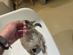 -藏猫猫咖啡主题馆(中央大道店)