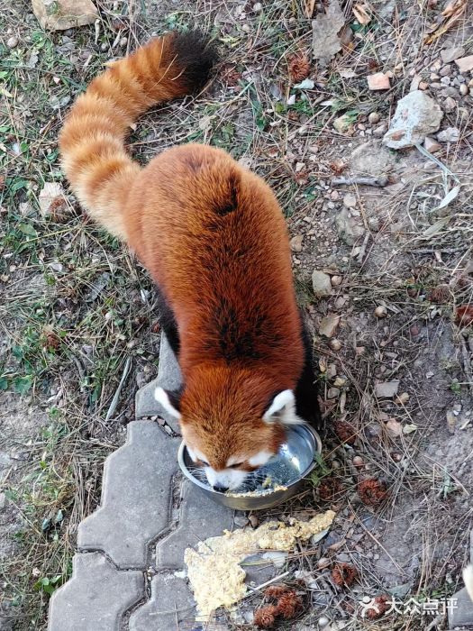 大连森林动物园图片