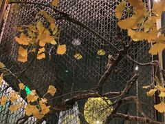 -京华烟云·北京烤鸭(领展购物广场·中关村店)
