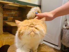 -more than meow吴止猫主题餐厅(承德 中船汇店)