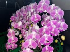 -双季花艺园艺市场(浦东店)