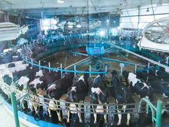 -君乐宝优致牧场