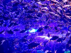 -成都浩海立方海洋公园