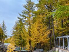 -苏木山森林公园