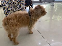 -全心全意连锁动物医院·微创中心·内科急重症·心脏专科(丰管路店)