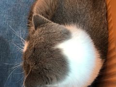 -芭比堂动物医院·犬猫全科·异宠专科(雁塔分院)