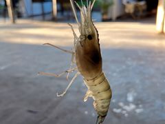 -小象钓虾·营地烧烤(洛溪店)