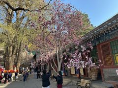 -潭柘寺景区