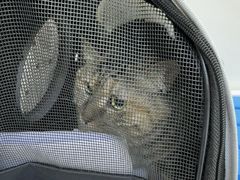 -达爱动物医院·犬猫分区·CT·复杂眼科(远洋山水分院)