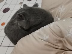 -瑞鹏宠物医院·爱宠堂·骨外专科(西荷分院)