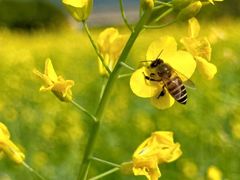 -光明小镇欢乐田园