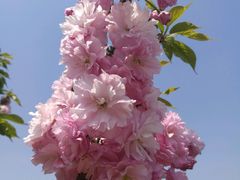 -南汇桃花村