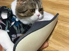 -啵啵喵·猫咖(攀华国际店)