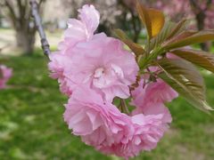-莲花池公园
