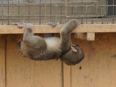 -岚山猴子公园