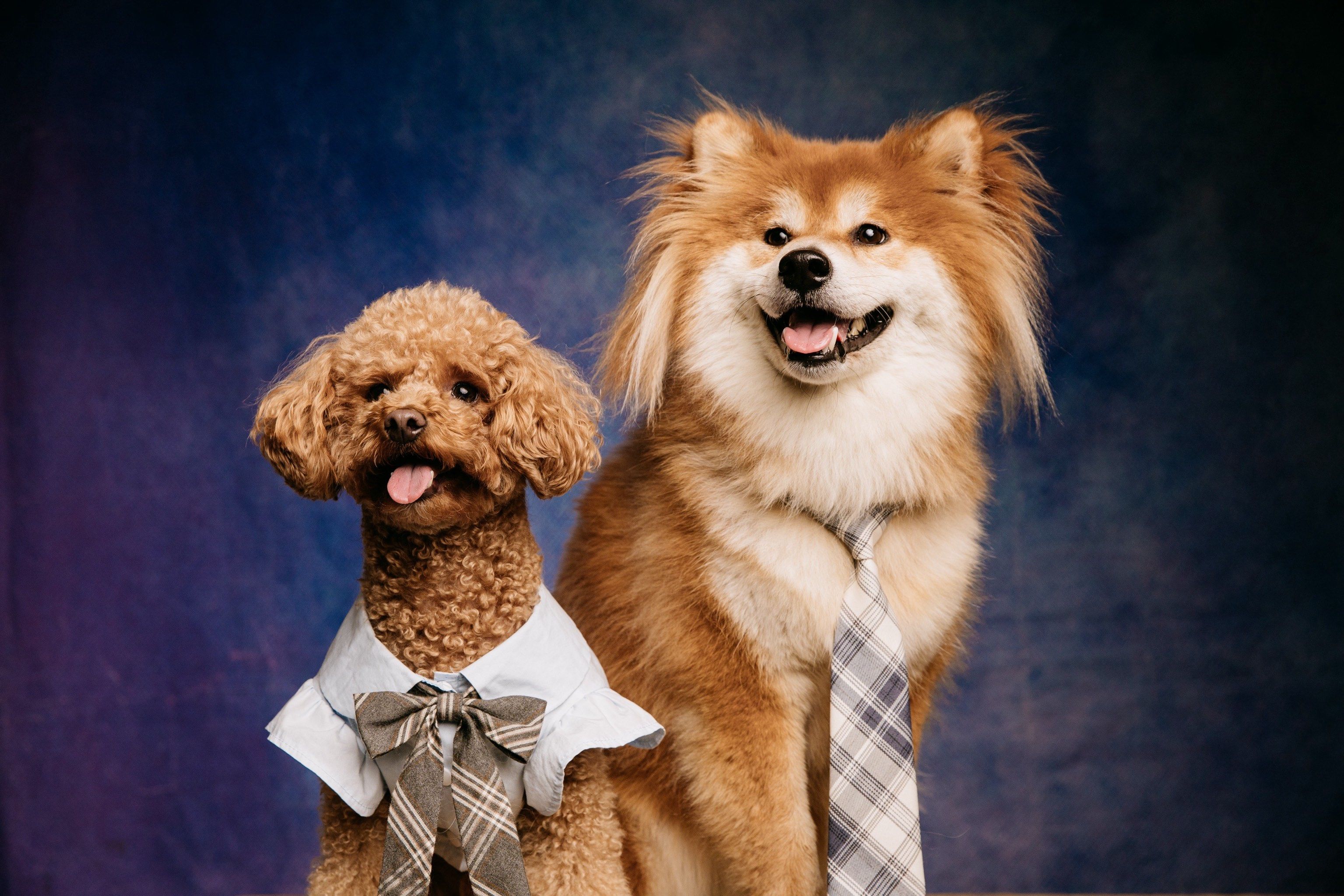 南京最top的宠物照相馆🐾