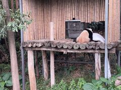 -广州长隆野生动物世界