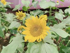 -武汉紫薇都市田园