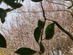 -昆山城市生态森林公园