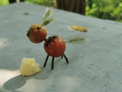 -北京西山国家森林公园