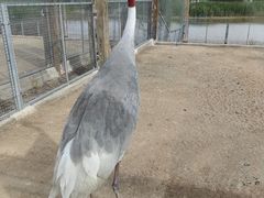 -盐城丹顶鹤湿地生态旅游区