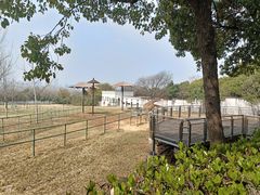 -合肥野生动物园