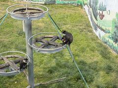 -西霞口神雕山野生动物世界