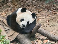 -成都动物园