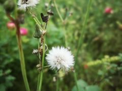 -桤木河湿地公园