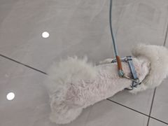 -小伙伴宠物医院·CT·骨科·眼科(高新店)