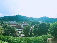 -龙井村
