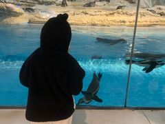 -帝企鹅自助餐厅•儿童岛•真企鹅(长隆企鹅酒店)