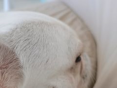 -怪兽屋·羊驼·猫咖·狗咖(俊华广场店)