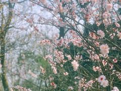 -杭州植物园
