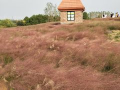 -杭州湾海上花田景区