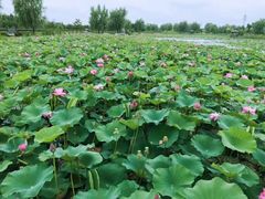 -羊亭河湿地公园