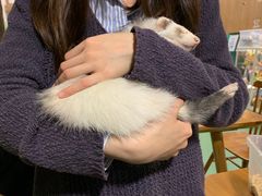 -藦茜花园宠物主题亲子互动体验馆(国顺东路店)