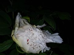 -洛阳市隋唐城遗址植物园