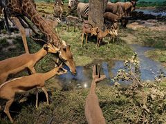 -国家自然博物馆