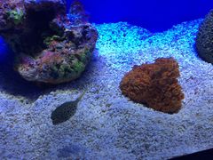 -上海海洋水族馆