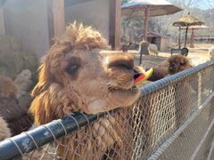 -大连森林动物园